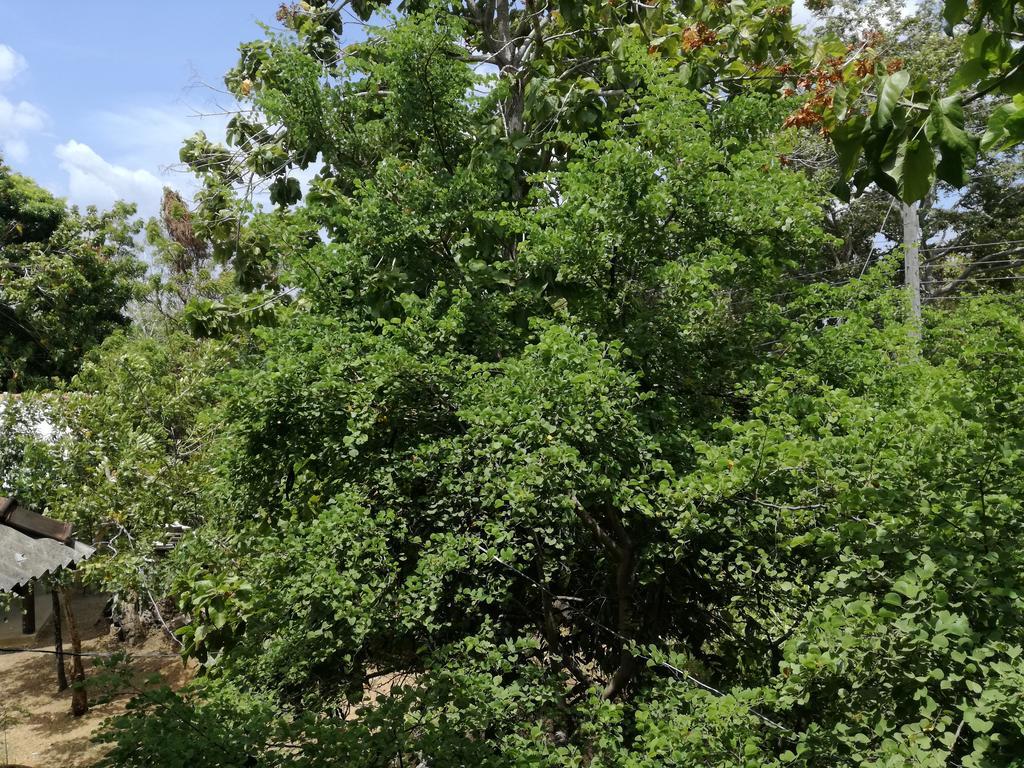 Sigiri Forest View Sigiriya Exterior photo